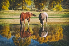 Horse_Reflection-lowres